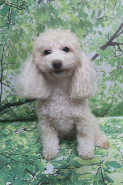 千葉県船橋市のトイプードルのトリミング前画像