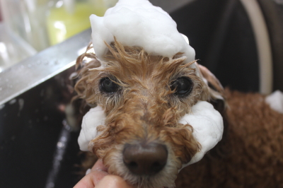 千葉県松戸市のトイプードルのシャンプー画像