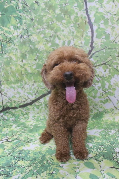 千葉県船橋市のトイプードルのトリミング前画像