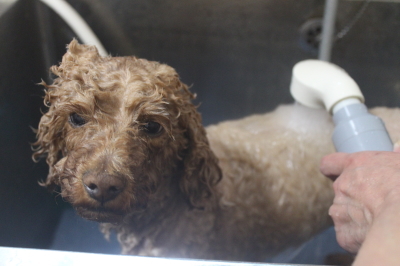 千葉県鎌ケ谷市のトイプードルのオゾンシャワー画像