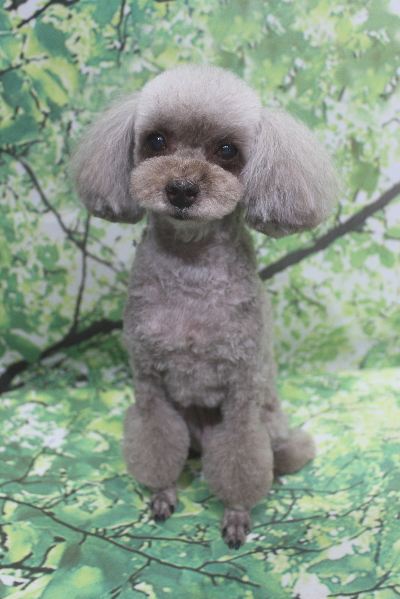 千葉県船橋市のトイプードルのトリミング画像