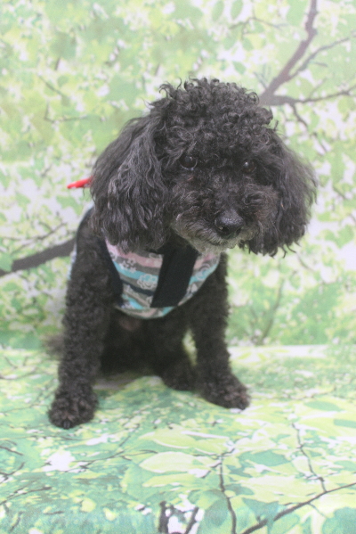 千葉県鎌ケ谷市ミックス犬のトリミング前画像