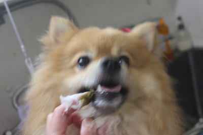 千葉県船橋市ポメラニアンの歯磨き画像