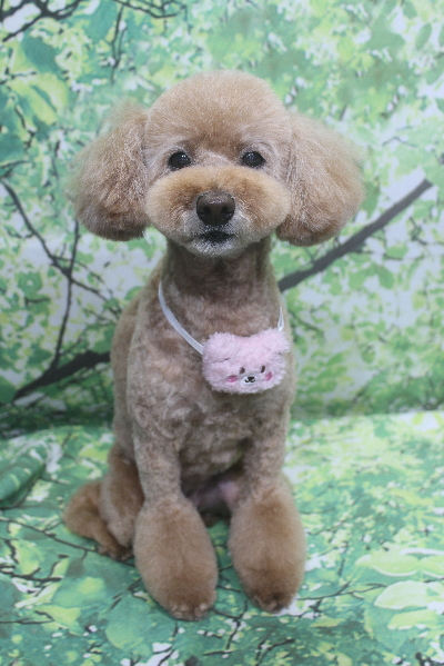 千葉県松戸市のトイプードルのトリミング画像