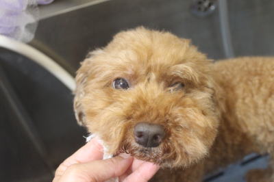 千葉県船橋市のトイプードルの歯磨き画像