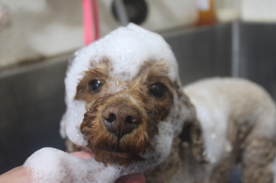 千葉県鎌ケ谷市のトイプードルのシャンプー画像