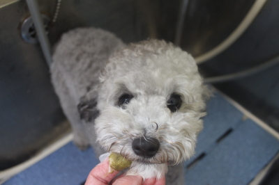千葉県船橋市のトイプードルの歯磨き画像
