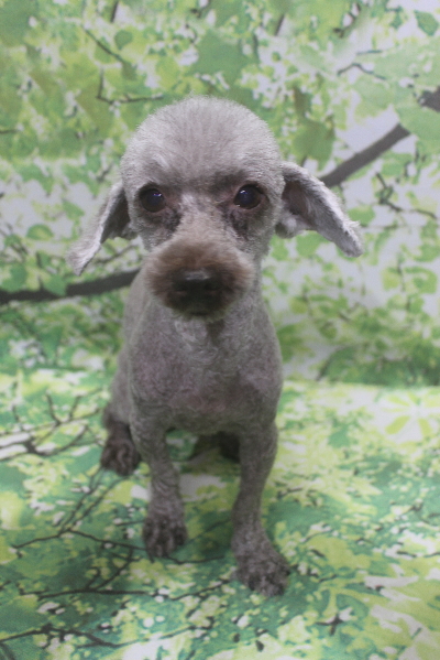 千葉県船橋市のトイプードルのトリミング画像