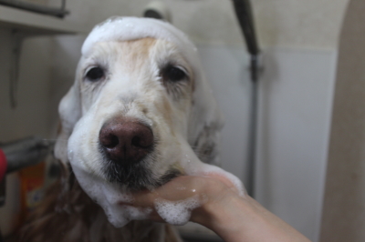 千葉県市川市のゴールデンレトリバーのシャンプー画像