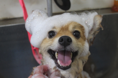 千葉県船橋市ポメラニアンのシャンプー画像