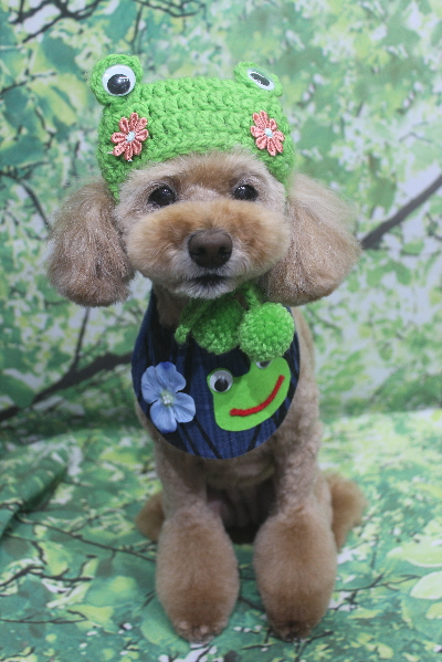 千葉県松戸市のトイプードルのトリミング画像