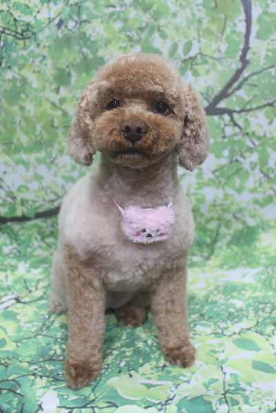 千葉県鎌ケ谷市のトイプードルのトリミング画像