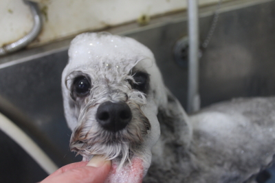 千葉県船橋市のトイプードルのシャンプー画像