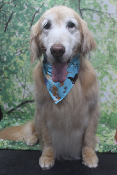 千葉県市川市のゴールデンレトリバーのトリミング画像