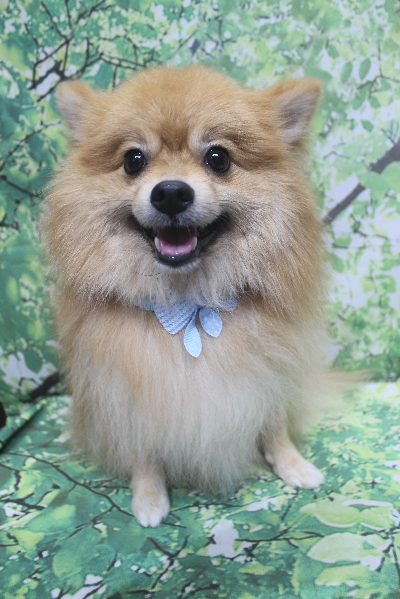 千葉県船橋市ポメラニアンのトリミング画像