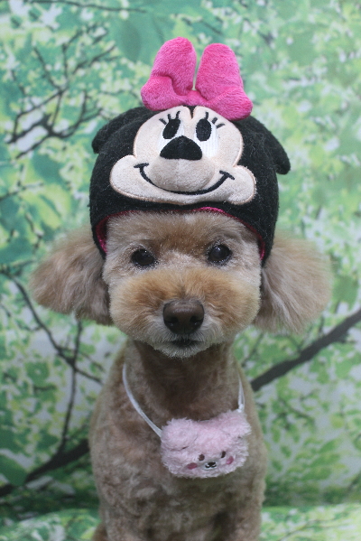 千葉県松戸市のトイプードルのトリミング画像