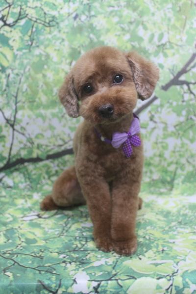 千葉県船橋市のトイプードルのトリミング画像