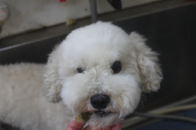 千葉県松戸市のミックス犬の歯磨き画像