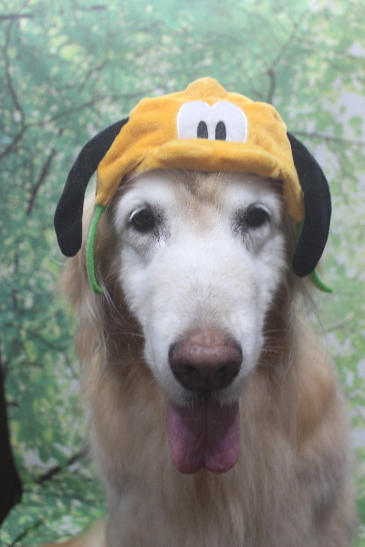 千葉県市川市のゴールデンレトリバーのトリミング画像