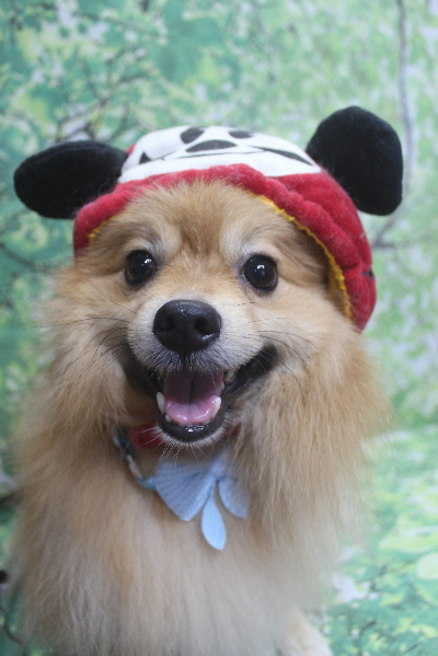 千葉県船橋市ポメラニアンのトリミング画像