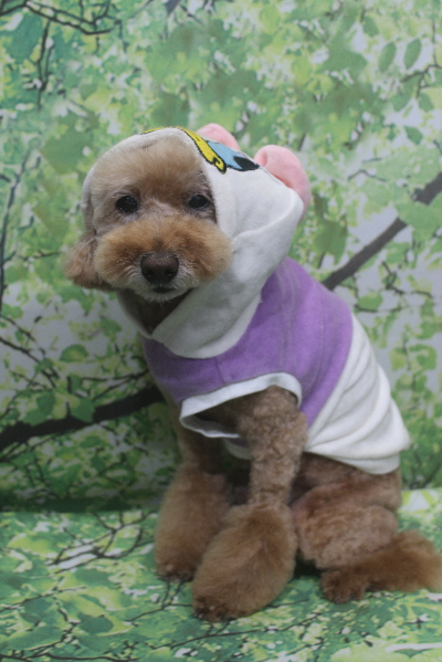 千葉県松戸市のトイプードルのトリミング画像