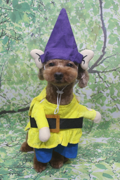 千葉県船橋市のトイプードルのトリミング画像