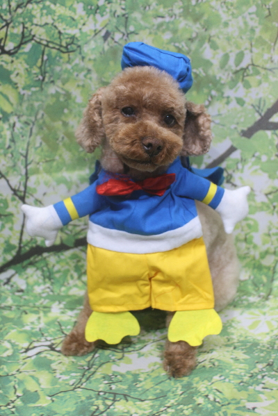 千葉県鎌ケ谷市のトイプードルのトリミング画像