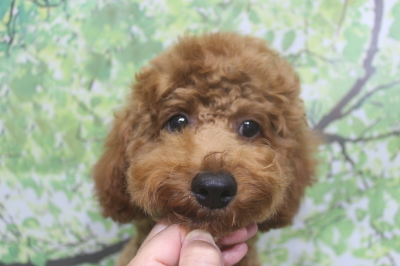 トイプードルブリーダーの子犬、トリミング画像