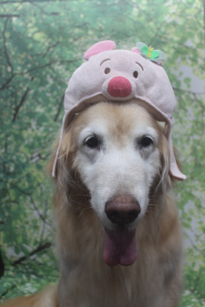 千葉県市川市のゴールデンレトリバーのトリミング画像