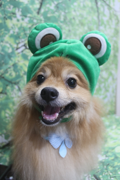 千葉県船橋市ポメラニアンのトリミング画像