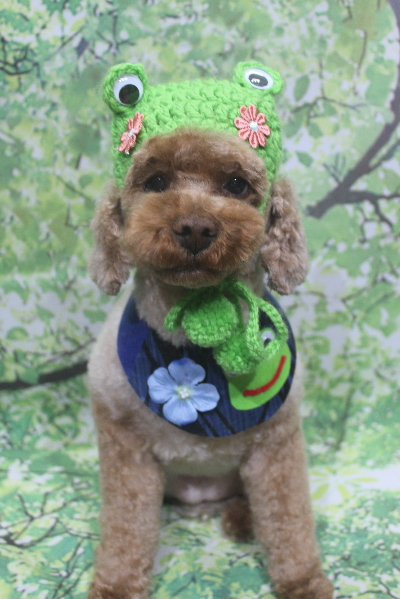 千葉県鎌ケ谷市のトイプードルのトリミング画像