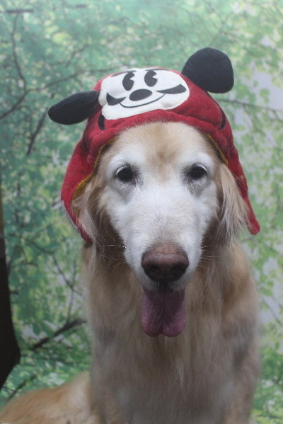 千葉県市川市のゴールデンレトリバーのトリミング画像