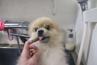千葉県船橋市のポメラニアンの歯磨き画像