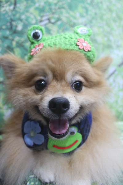 千葉県船橋市ポメラニアンのトリミング画像