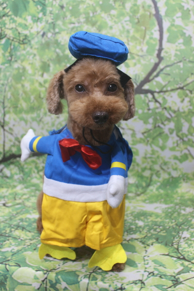 千葉県船橋市のトイプードルのトリミング画像