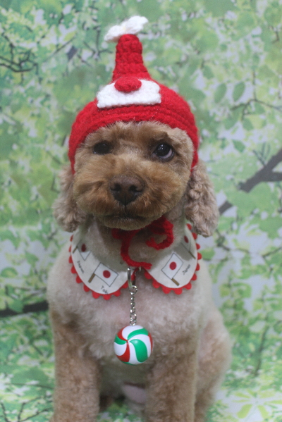 千葉県鎌ケ谷市のトイプードルのトリミング画像