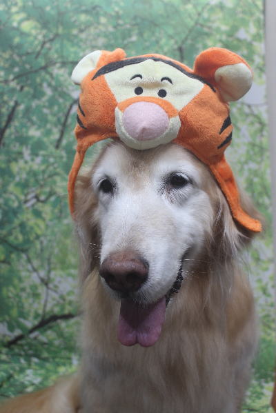 千葉県市川市のゴールデンレトリバーのトリミング画像