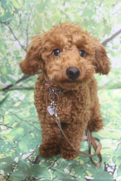 千葉県船橋市のトイプードルのトリミング前画像