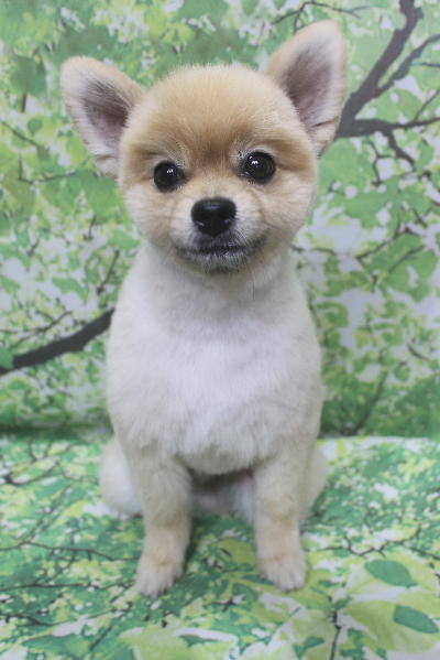 千葉県船橋市のポメラニアンのトリミング画像