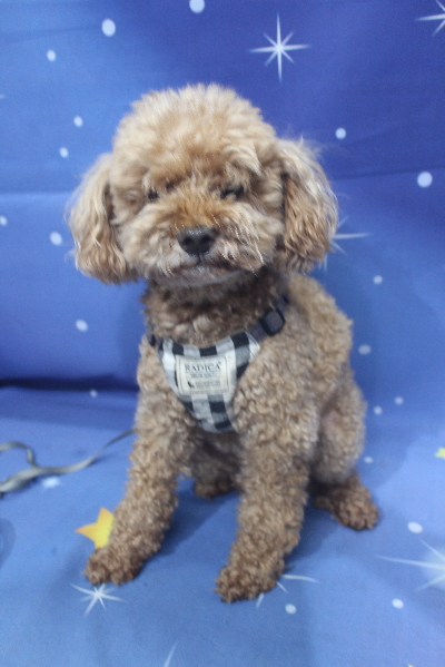 千葉県鎌ヶ谷市のトイプードルのトリミング前画像