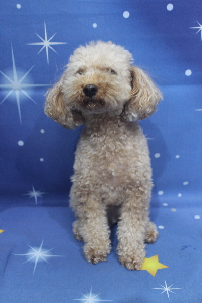 千葉県船橋市のトイプードルのトリミング前画像