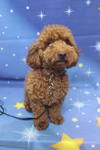 千葉県船橋市のトイプードルのトリミング前画像