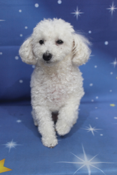 千葉県船橋市のトイプードルのトリミング前画像