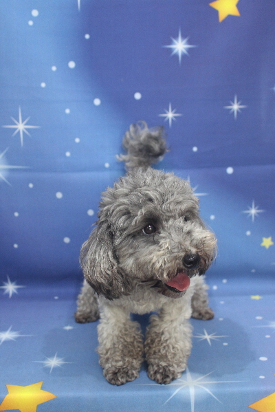 トイプードルブリーダーの成犬、トリミング前画像