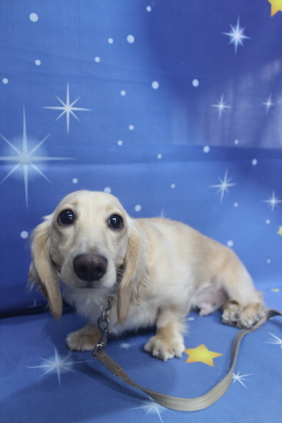 千葉県鎌ヶ谷市のミニチュアダックスのトリミング前画像