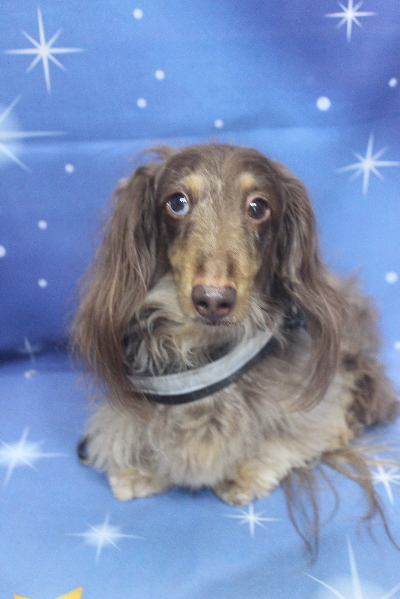 千葉県松戸市のミニチュアダックスのトリミング前画像