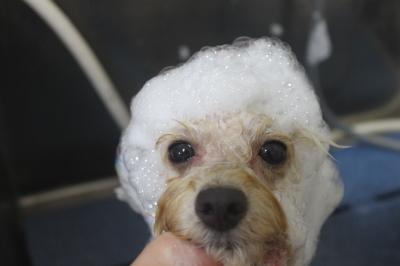 千葉県鎌ケ谷市のトイプードルのシャンプー画像