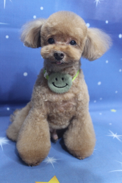 千葉県船橋市のトイプードルのトリミング画像