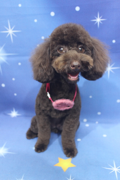 千葉県市川市のトイプードルのトリミング画像