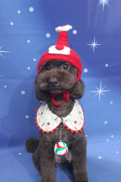 千葉県千葉市のトイプードルのトリミング画像